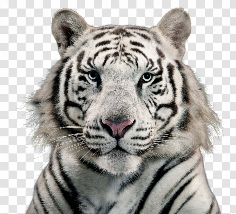 White Tiger Cat Bengal - Snout Transparent PNG