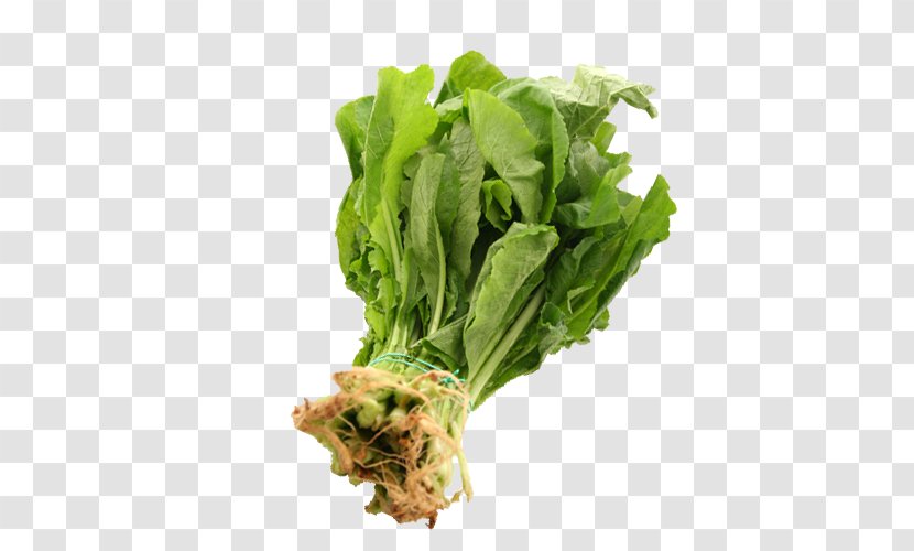 Romaine Lettuce Rapini Spring Greens Vegetarian Cuisine Turnip - Vegetable Transparent PNG