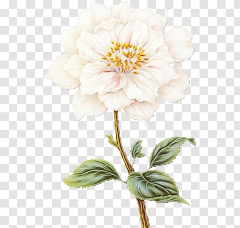 Floral Design - Plant Stem - Zinnia Common Peony Transparent PNG