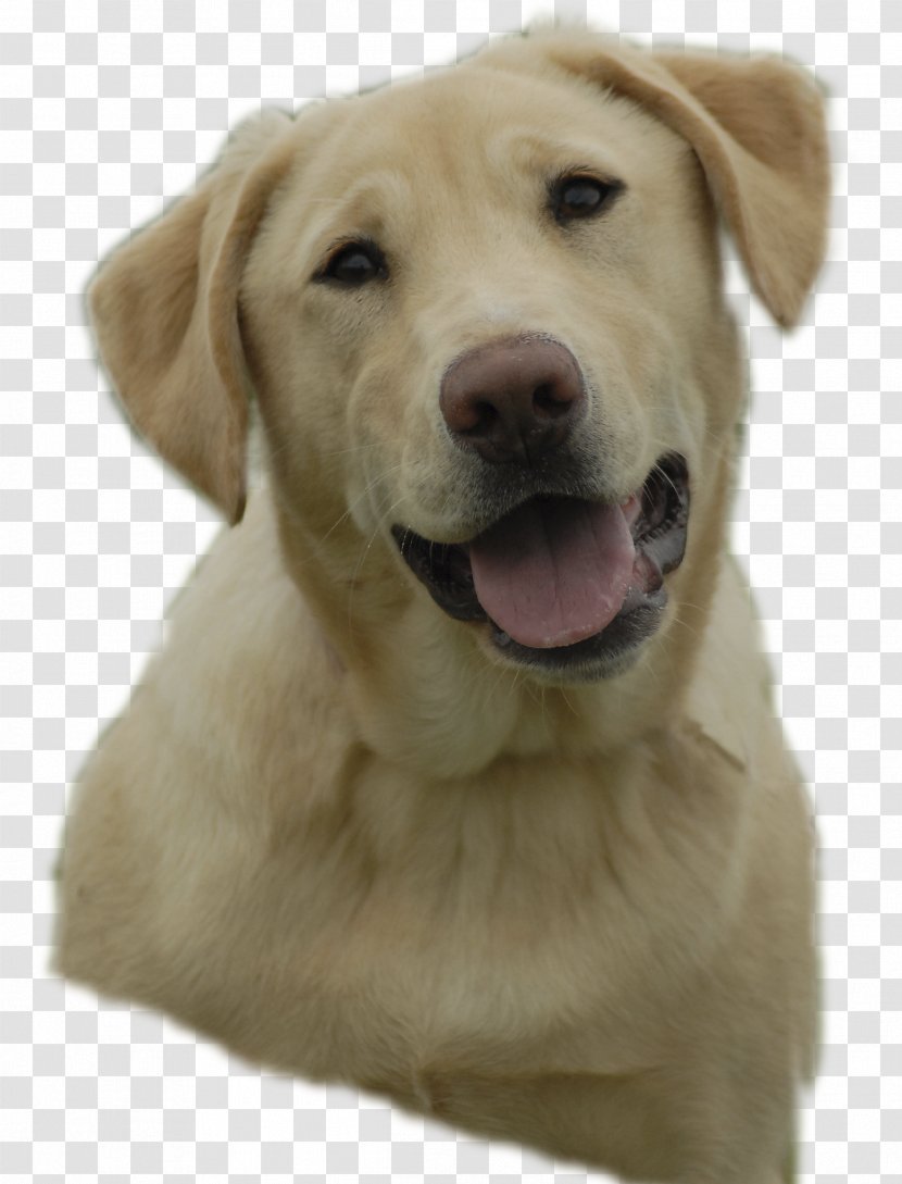 Labrador Retriever Golden Puppy Clip Art Transparent PNG