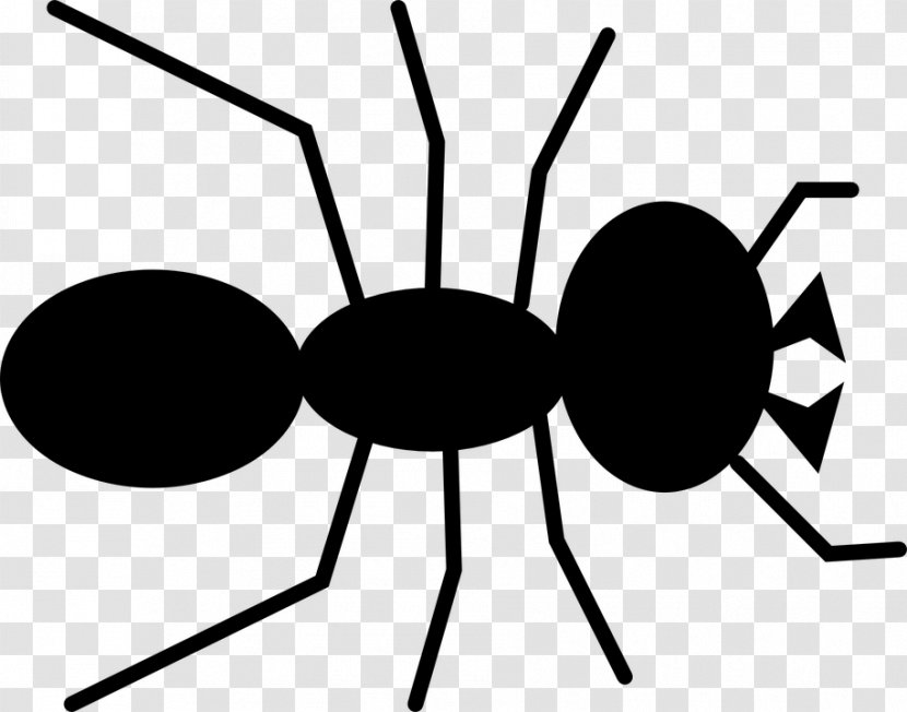 Download Clip Art - Ant - Symmetry Transparent PNG