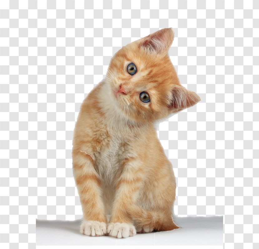 Kitten Cat Clip Art - Munchkin - Free Image Transparent PNG