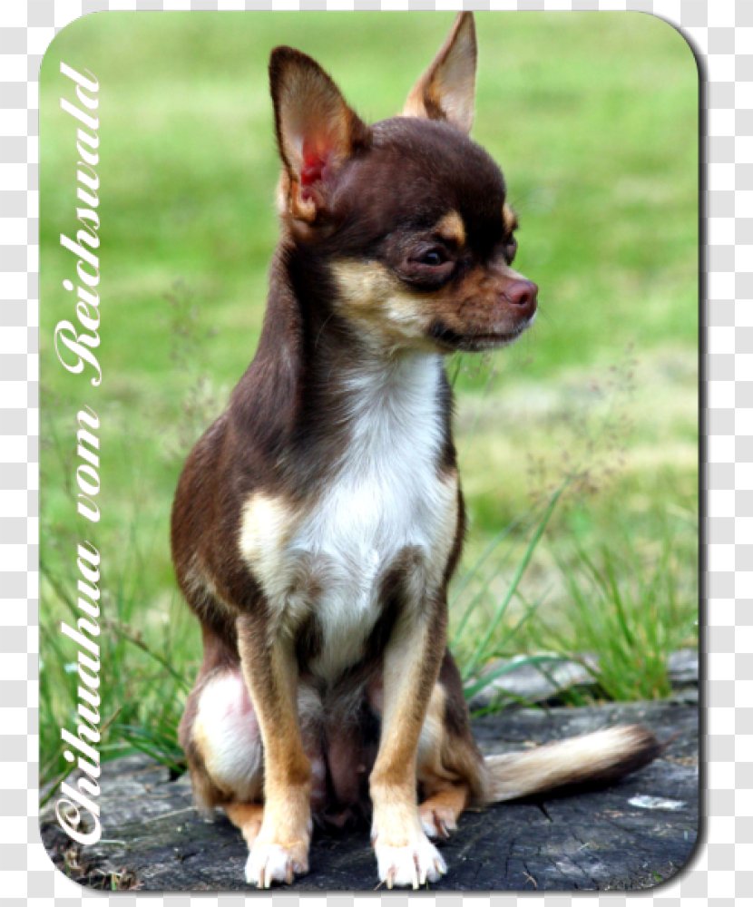 Chihuahua Russkiy Toy English Terrier Puppy Dog Breed - Mammal Transparent PNG