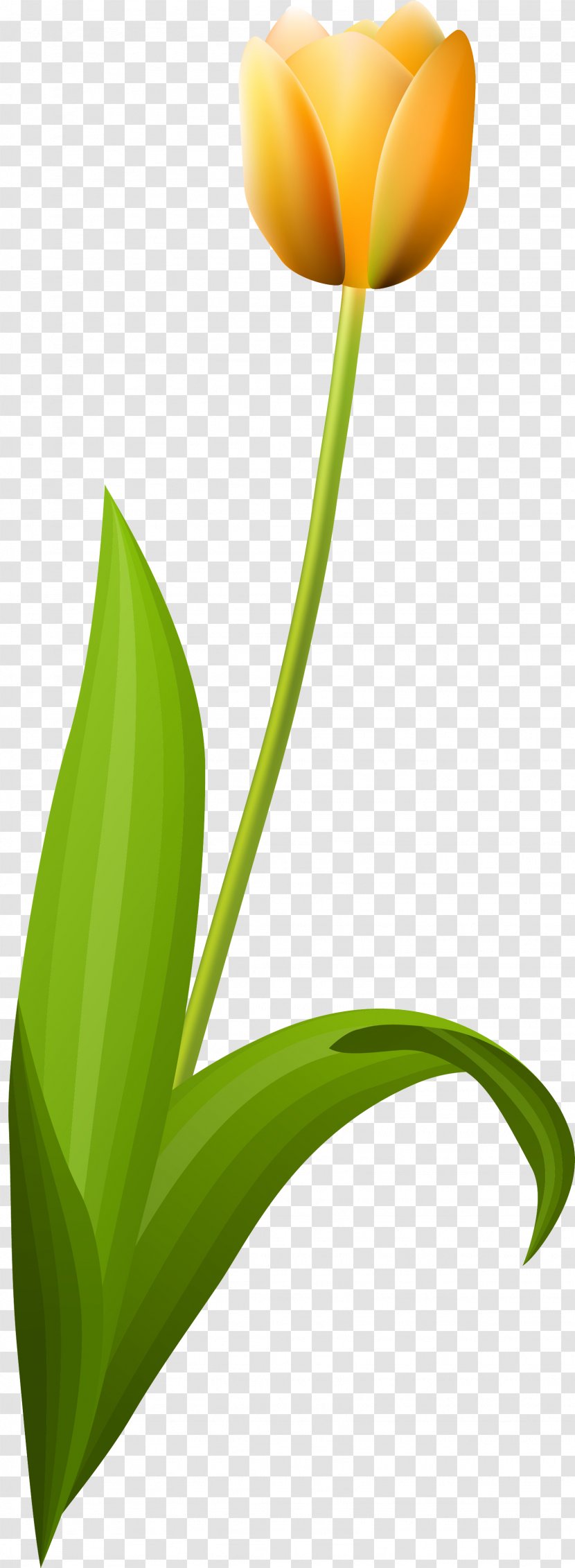 Tulip Desktop Wallpaper Petal Plant Stem Leaf - 123 Transparent PNG