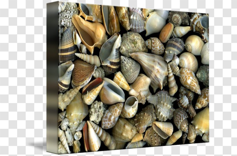Cockle Mussel Gallery Wrap Slanec Canvas - Seashell Transparent PNG