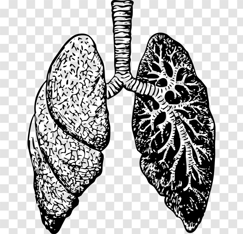 Drawing Lung Clip Art - Tree - Heart Transparent PNG