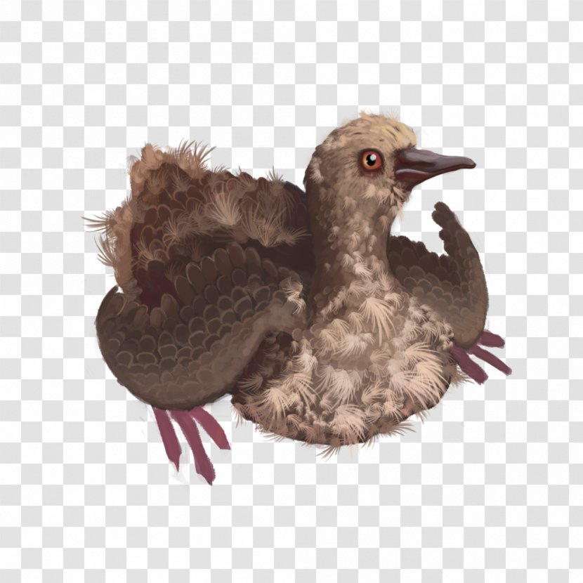 Squab Bird Columbidae Domestic Pigeon Passenger - Rock Dove Transparent PNG