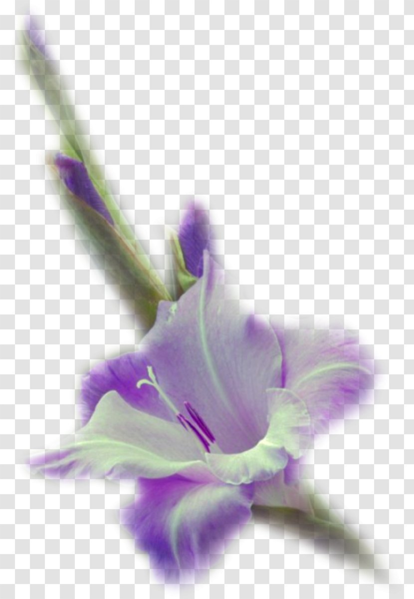 Flower .de Violet Petal .net - Friendship - Center Transparent PNG