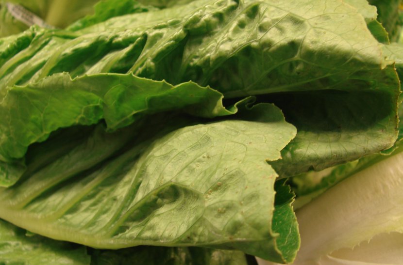Romaine Lettuce 2011 Germany E. Coli O104:H4 Outbreak Vegetarian Cuisine Leaf Vegetable - Eating Transparent PNG