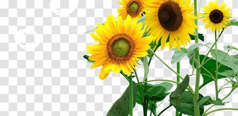 Common Sunflower Icon - Designer - Oil, Butter Transparent PNG