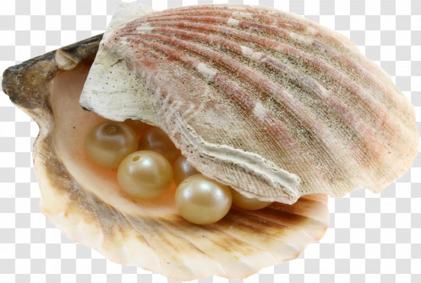 Dubai Abu Dhabi Pearl Journey Oyster Hunting - Underwater Diving - Seashell Transparent PNG