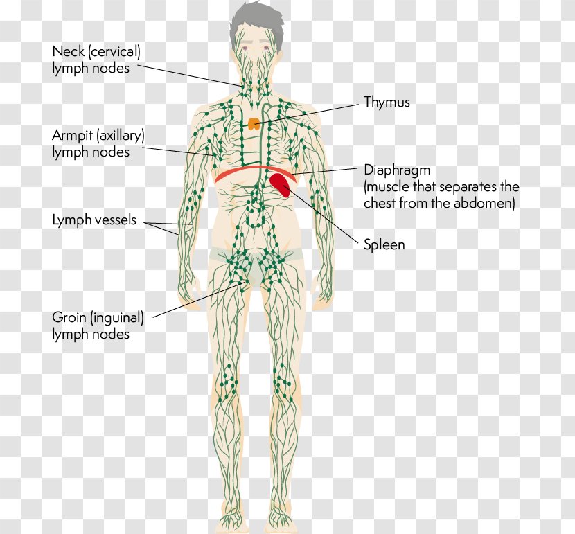 Lymphatic System Human Body Thymus Physiology - Watercolor - Axillary Anatomy Transparent PNG