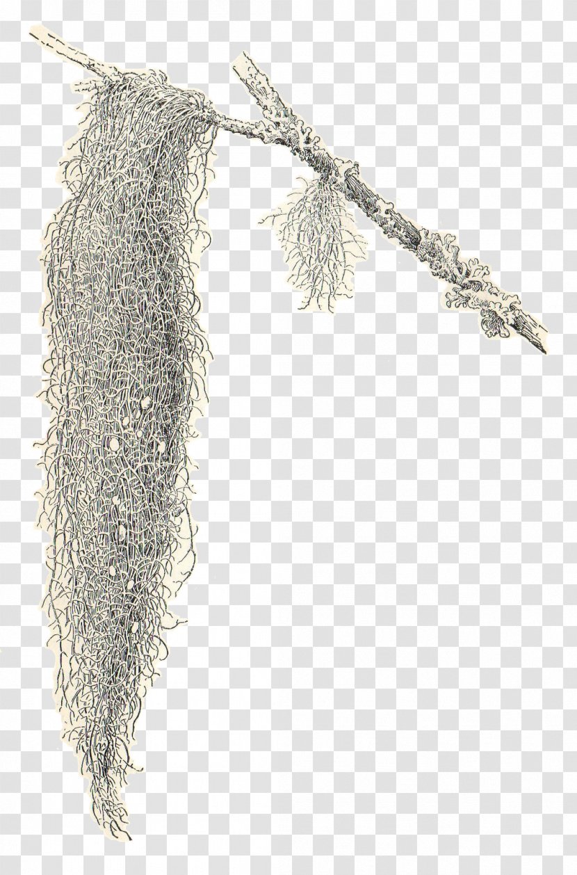 Spanish Moss Drawing Clip Art - Stock Photography - Free Cliparts Transparent PNG