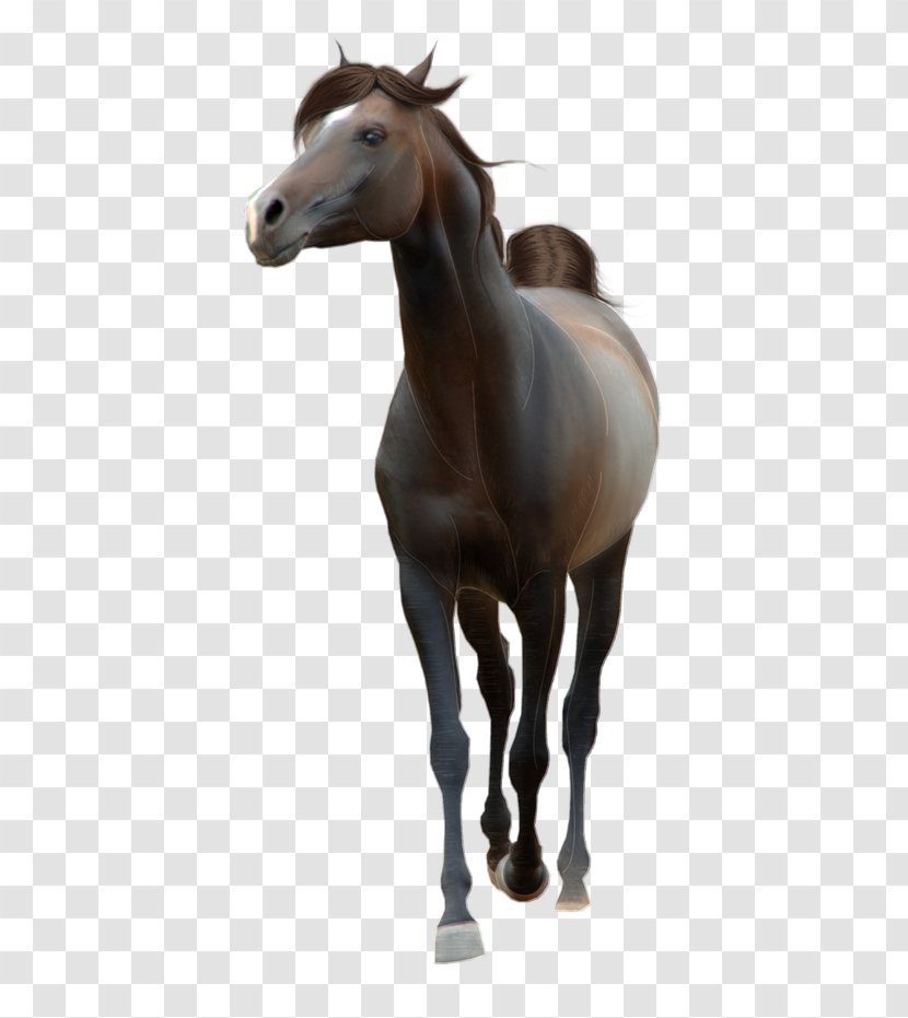 Horse Clip Art - Colt Transparent PNG