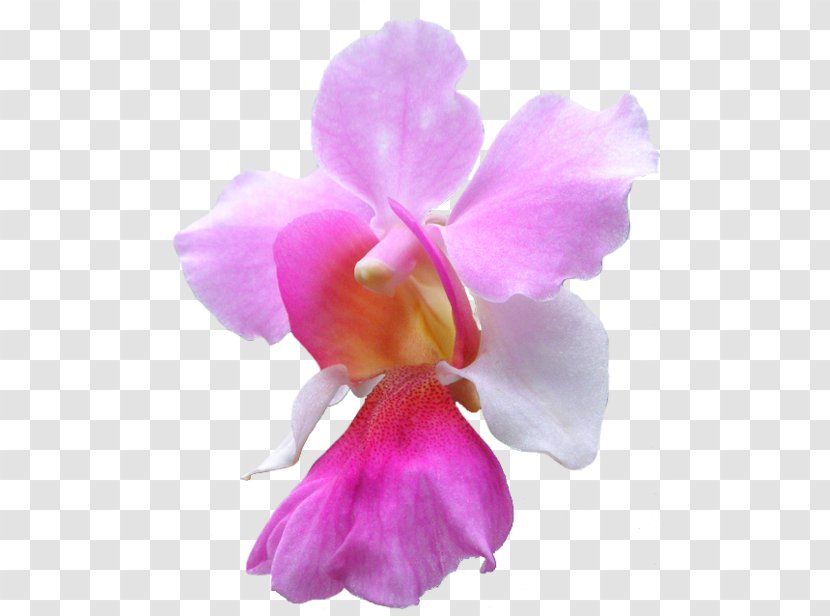 Singapore Vanda 'Miss Joaquim' Flower Ascocenda Coerulea - Orchid - Watercolor Cactus Transparent PNG