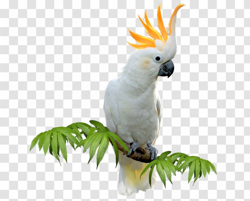 Sulphur-crested Cockatoo Budgerigar Bird Amazon Parrot Parakeet Transparent PNG