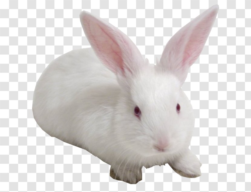 Domestic Rabbit European Chiloé Island Whiskers - New England Cottontail Transparent PNG