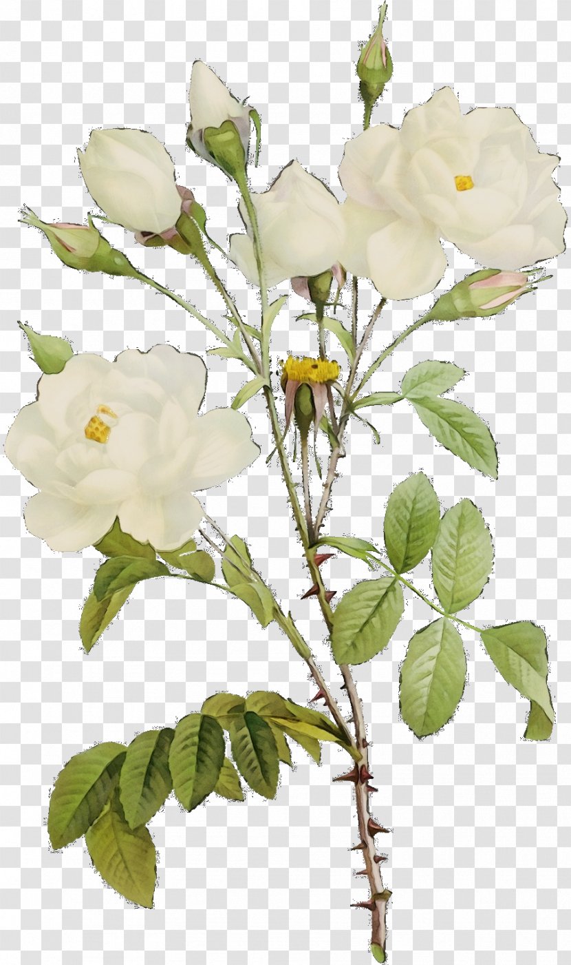 Garden Roses - Rosa Omeiensis - Magnolia Austrian Briar Transparent PNG