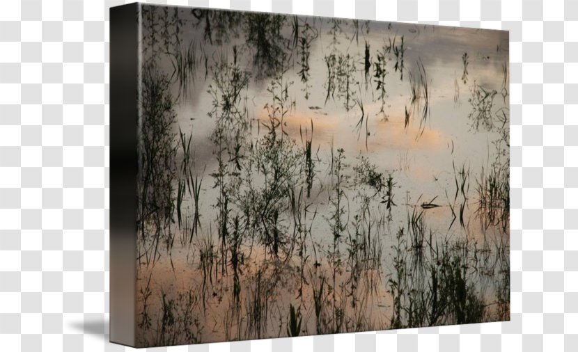 Painting Gallery Wrap Wood Tree Canvas Transparent PNG