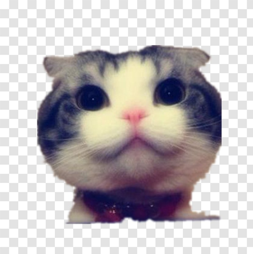 Funny Cat Kitten Dog Big - Carnivoran - Stay Meng Face Transparent PNG