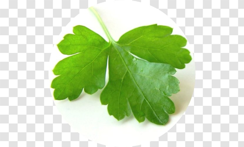 Coriander Group Indian Cuisine Chutney Herb - Health Transparent PNG