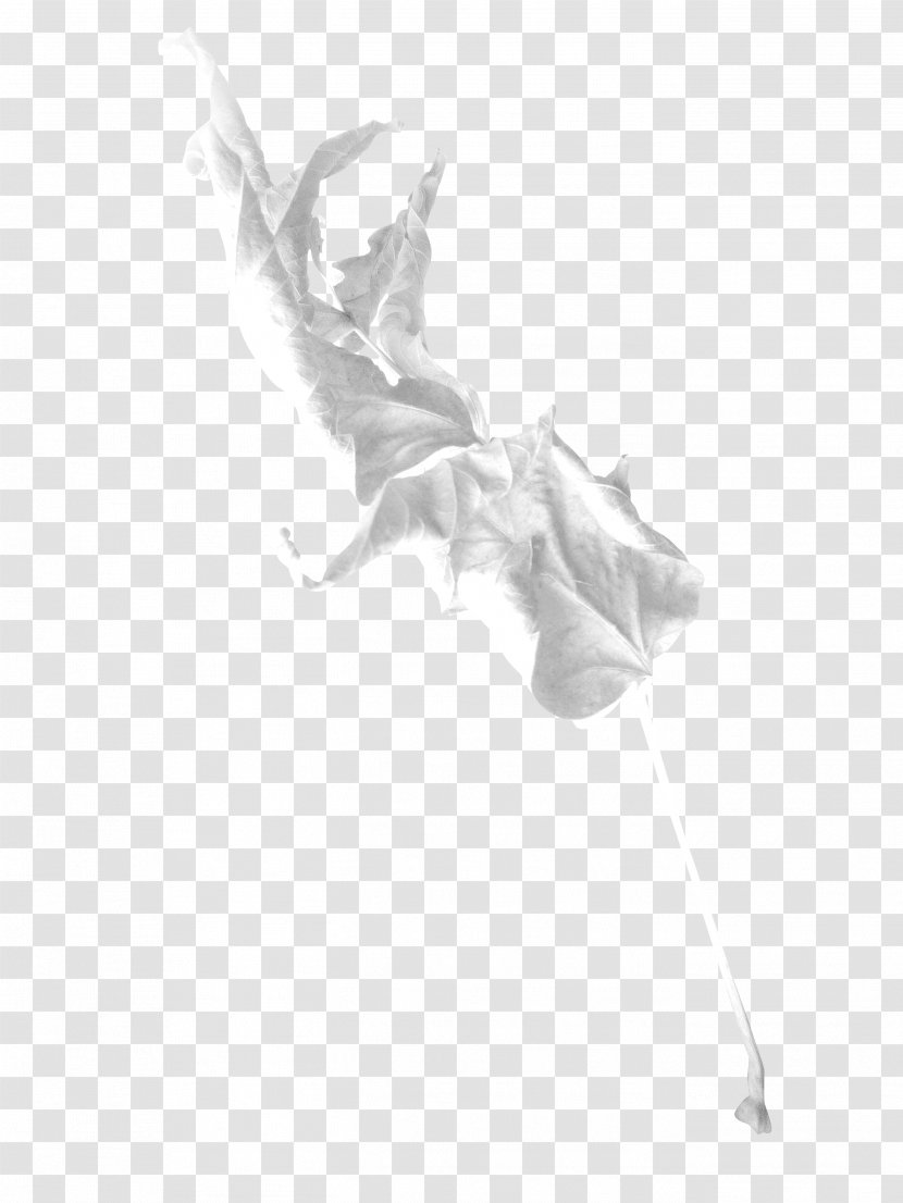 Drawing White /m/02csf - Plant - Petal Transparent PNG