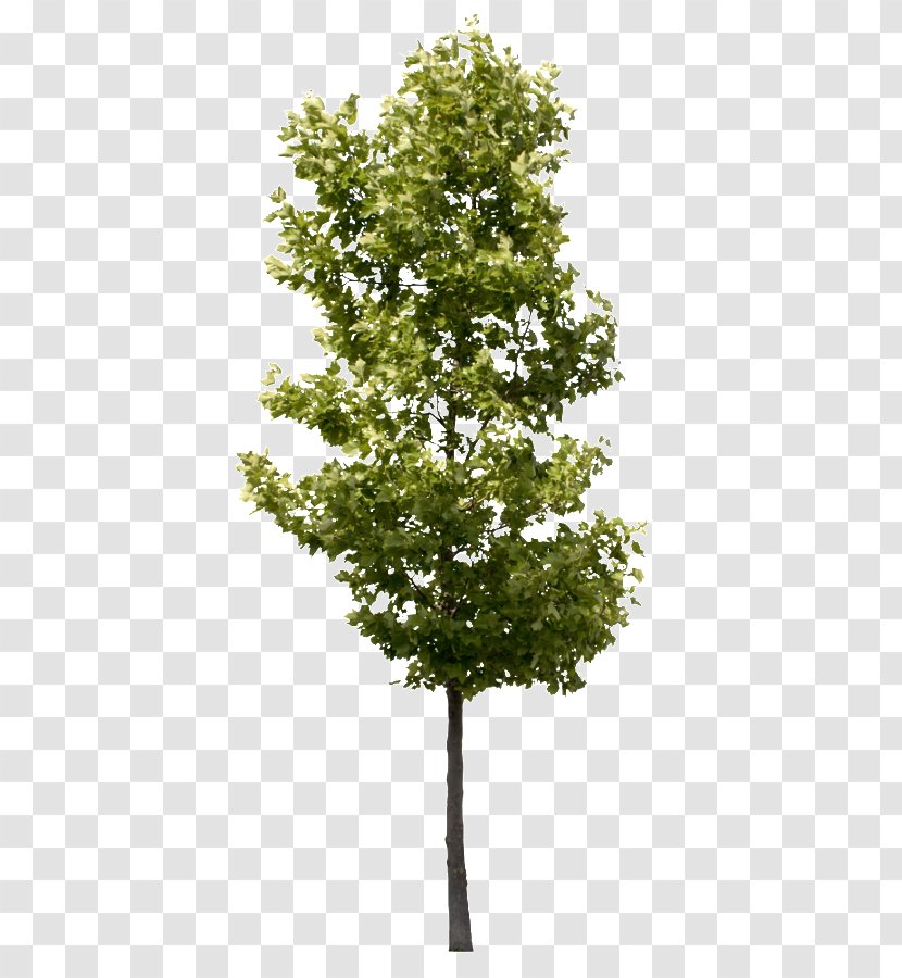 Branch American Sycamore Oak Populus Nigra Tree - Natural Transparent PNG