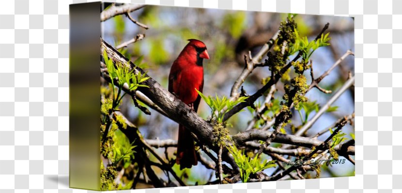 Finches Fauna Beak Wildlife - Northern Cardinal Transparent PNG