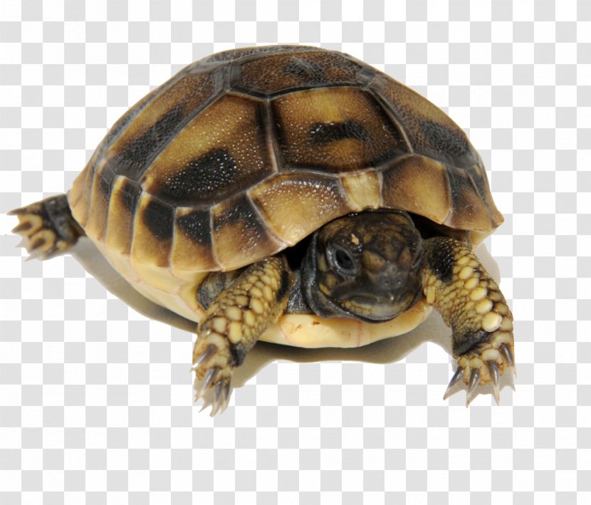 Box Turtles Common Snapping Turtle Tortoise Sea Transparent PNG