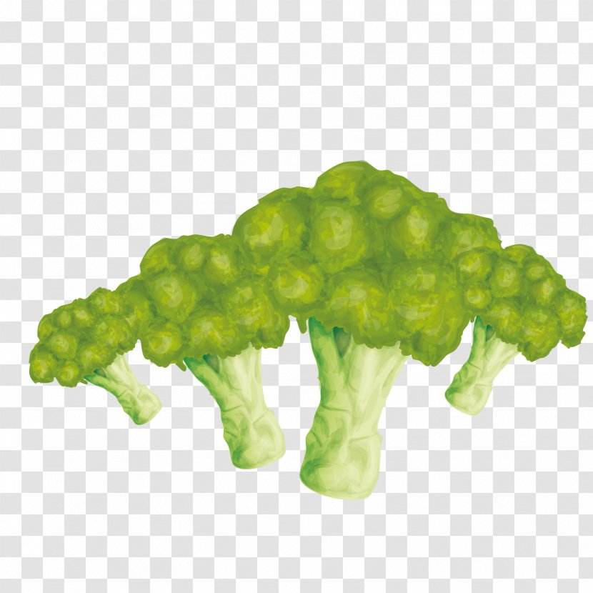 Vegetable Euclidean Vector Broccoli - Green Transparent PNG