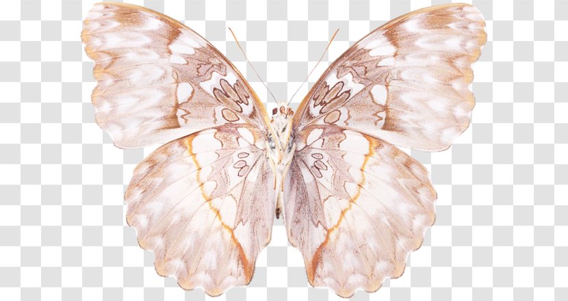 Silkworm Brush-footed Butterflies Butterfly Moth Born Again - Pollinator - Linda Peters Transparent PNG