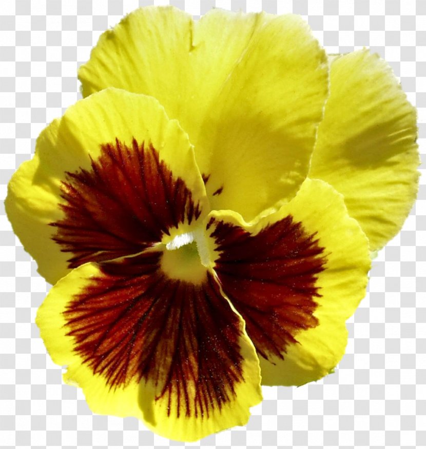 Pansy Petal - Seed Plant Transparent PNG