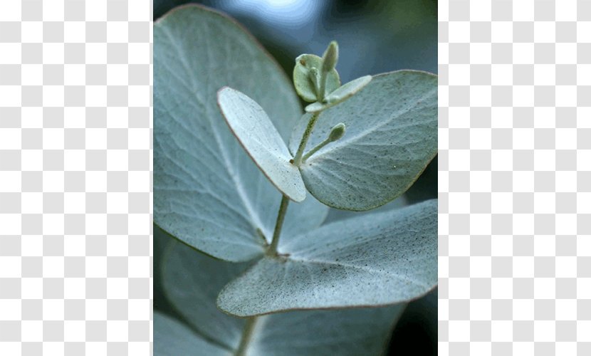 Eucalyptus Radiata Cinerea Globulus Polyanthemos Polybractea - Gum Trees Transparent PNG
