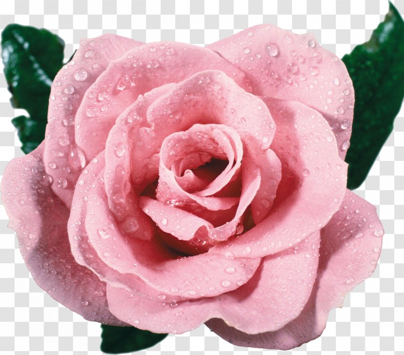 Flower Vecteur Rose - Resource - Pink Transparent PNG