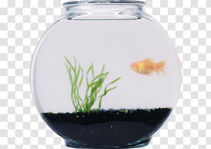 Cartoon Grass - Bonyfish Freshwater Aquarium Transparent PNG