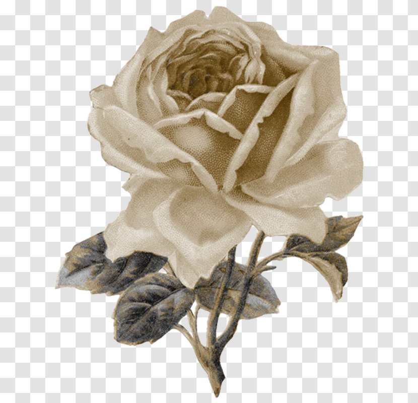 Vintage Roses: Beautiful Varieties For Home And Garden Clip Art - Flower - Sepia Transparent PNG