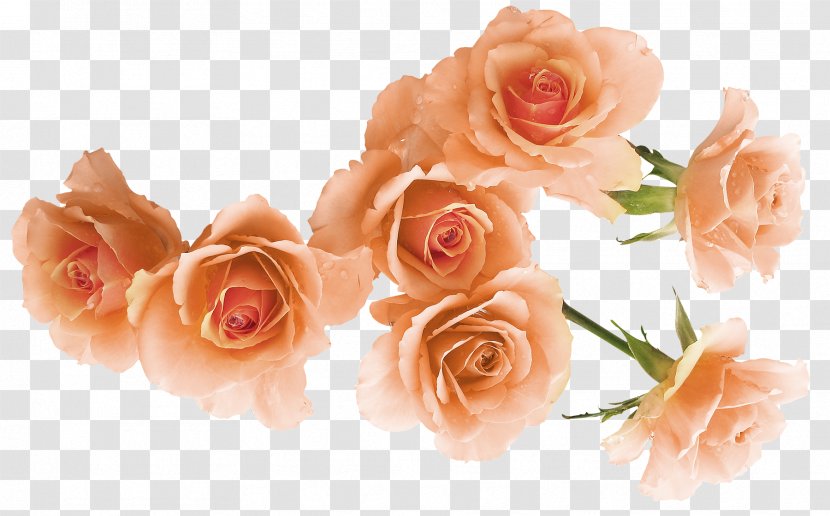 Garden Roses Beach Rose Flower Rosa Foetida - Order - Golden Branch Transparent PNG