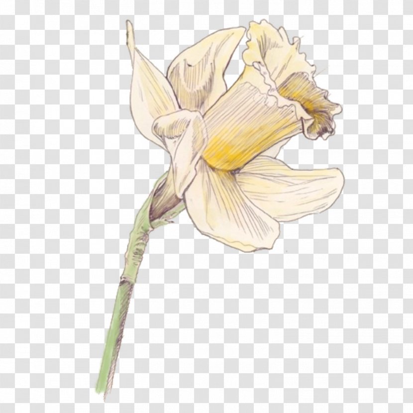 Daffodil Moth Orchids Cut Flowers Raster Graphics - Flowering Plant Transparent PNG