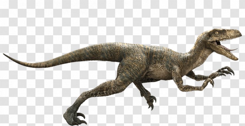 Jurassic Park Velociraptor Deinonychus Late Cretaceous Dinosaur - World Transparent Image Transparent PNG