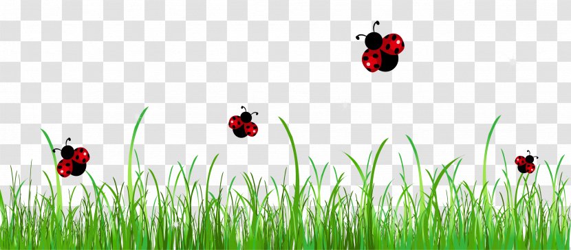 Ladybird Stock Photography Clip Art - Meadow - Grass With Ladybugs Clipart Picture Transparent PNG