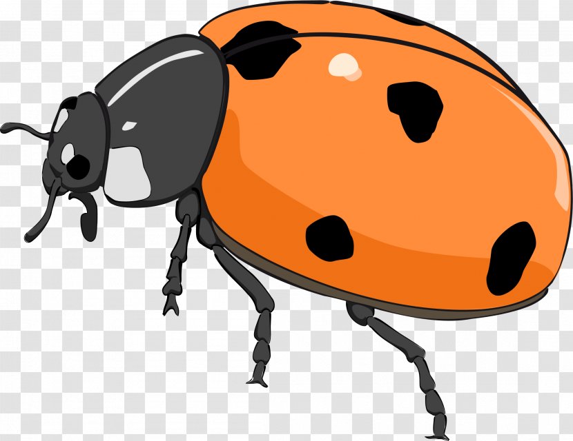 Beetle Ladybird Clip Art - Membrane Winged Insect - Bugs Transparent PNG