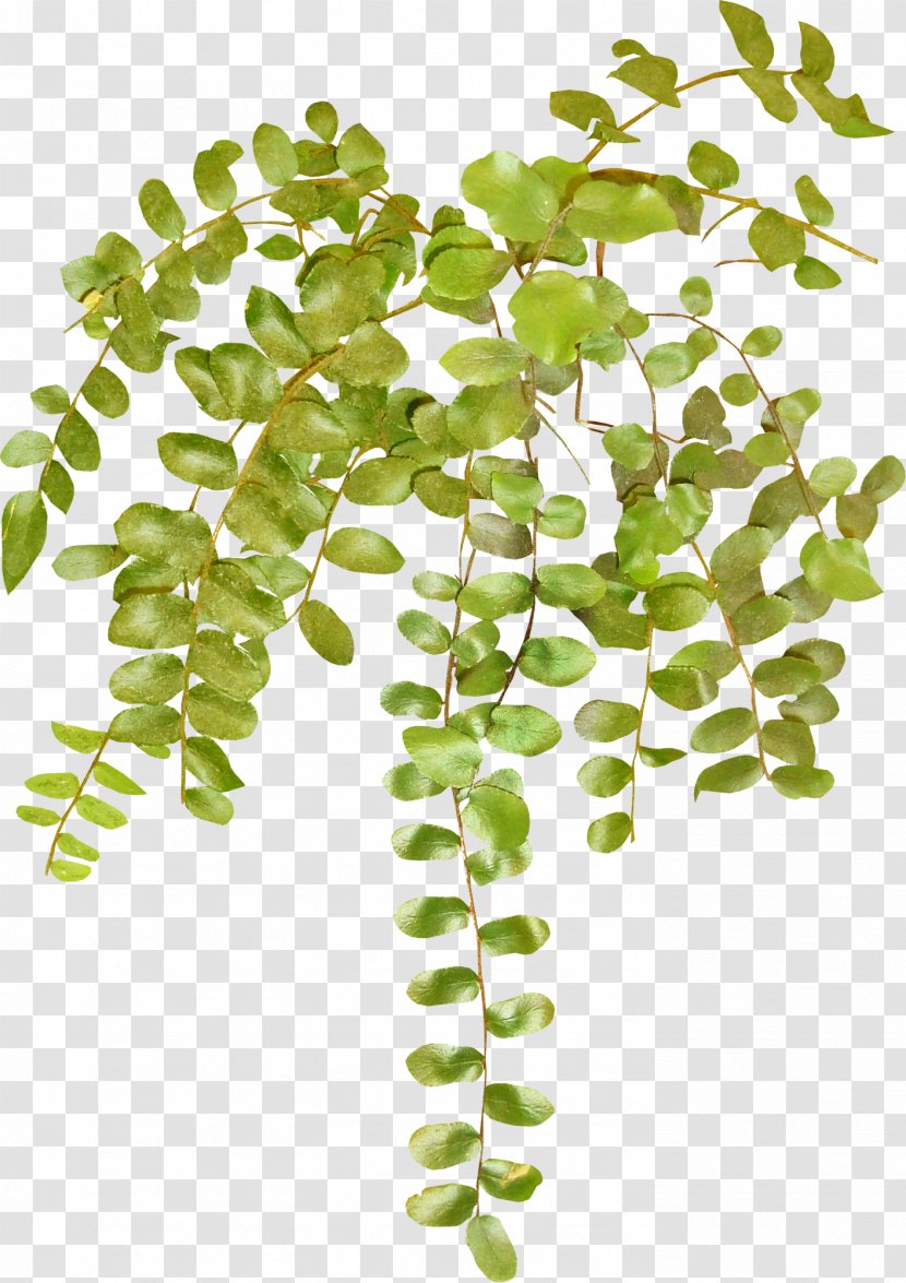 Vine Herbaceous Plant Clip Art Transparent PNG
