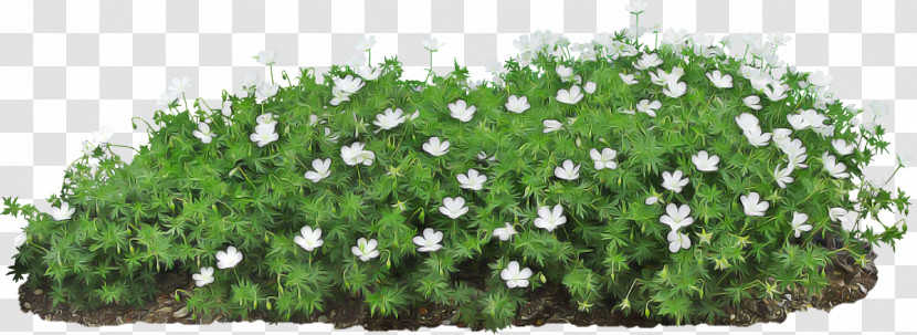 Flower Plant Groundcover Grass Shrub Transparent PNG