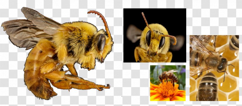 Honey Bee Pollen Transparent PNG