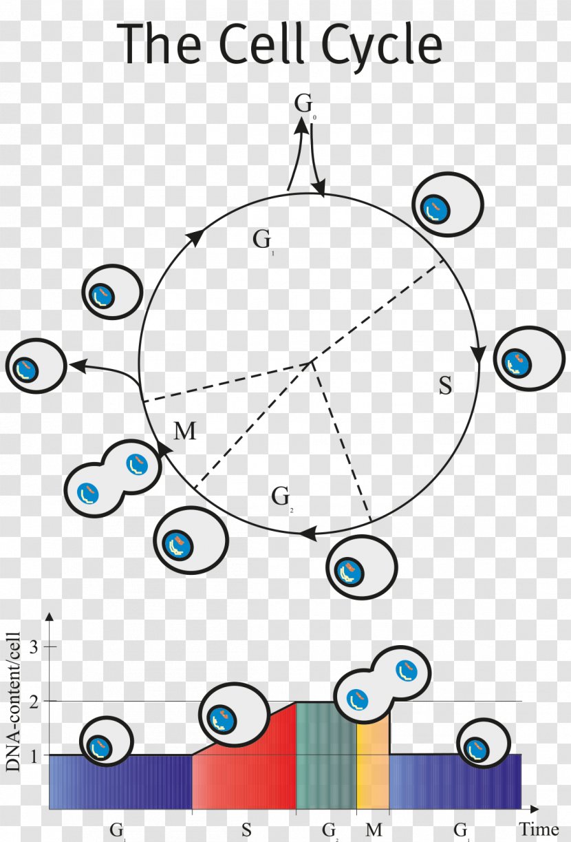 Flow Cytometry Cell Cycle DAPI - Dapi Transparent PNG