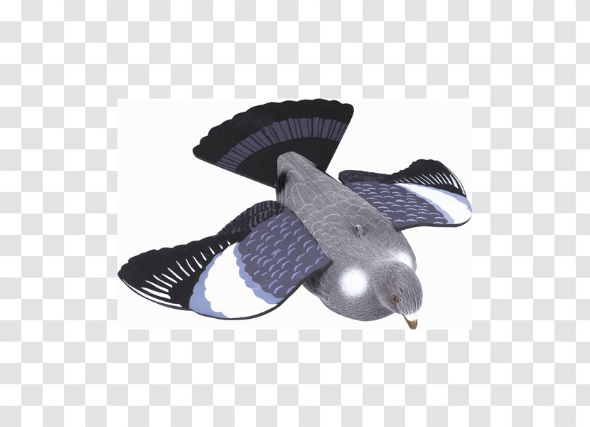 Domestic Pigeon Columbidae Decoy Goose Duck - Outdoor Shoe Transparent PNG