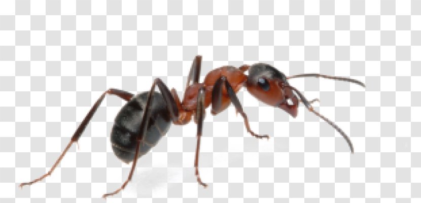 Ant Insect Clip Art Pest Transparent PNG