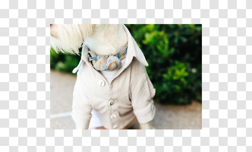 Outerwear Beige Neck Animal - Sleeve - Ascot Tie Transparent PNG