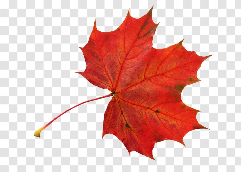 Leaf Photography Autumn Digital Image - Color - Watercolor Transparent PNG