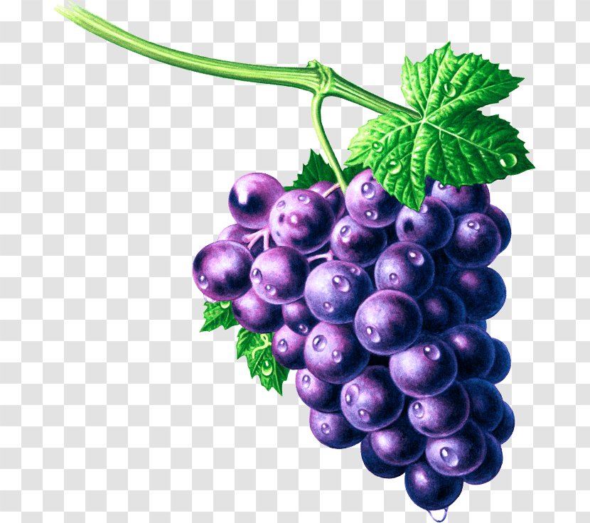 Grape Seed Extract Zante Currant Bilberry Seedless Fruit - Plant Transparent PNG